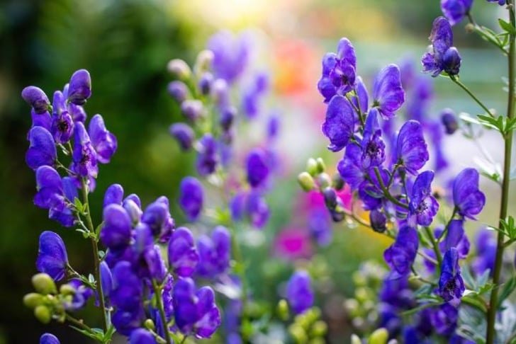 Aconitum
