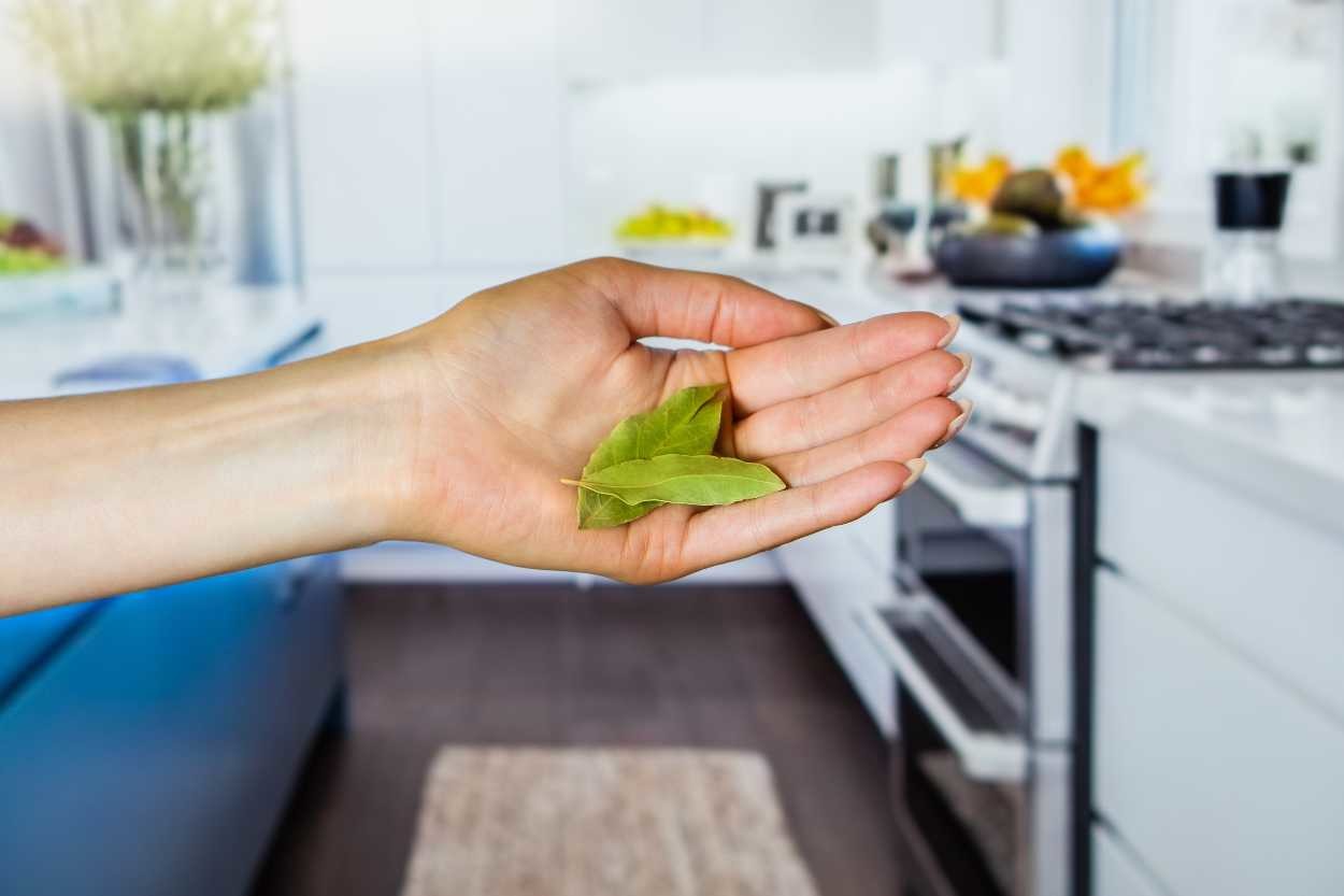 Mutfakta Sık Görülen Güve Nedir? Nasıl Temizlenir?