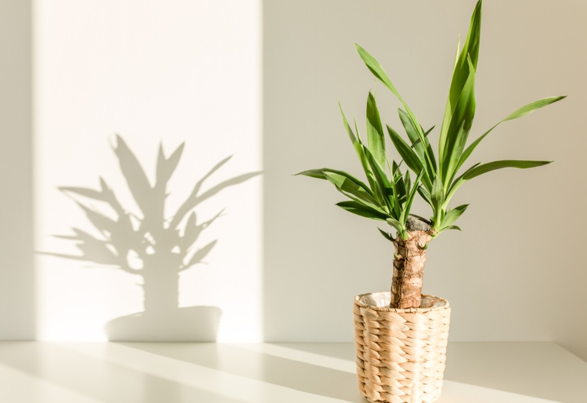 Bakımı En Kolay İç Mekan Bitkilerinden: Yuka (Yucca) Çiçeği Bakımı Nasıl Yapılır?  Tarifi