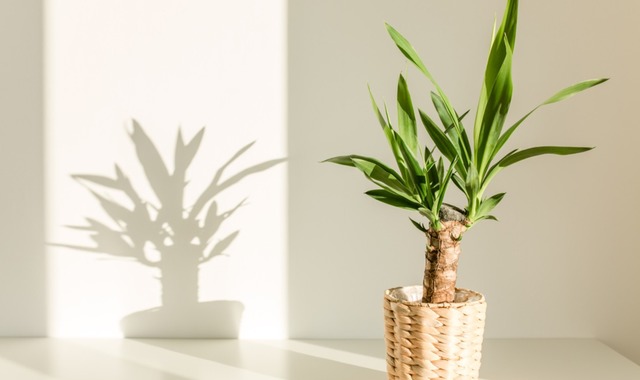 Bakımı En Kolay İç Mekan Bitkilerinden: Yuka (Yucca) Çiçeği Bakımı Nasıl Yapılır? 