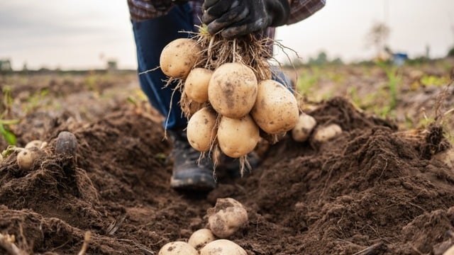 Patates Ne Zaman Ekilir? Ne Zaman Hasat Edilir?