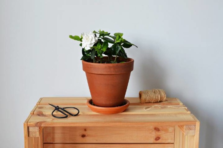 Gardenya