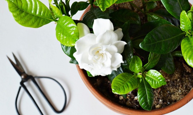 Gardenya Çiçeği Bakımı, Gardenya Nasıl Yetiştirilir?