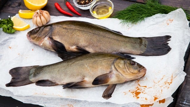 Sazan Balığı Nasıl Pişirilir? Tavada, Izgara, Fırında Sazan Balığı Tarifi 