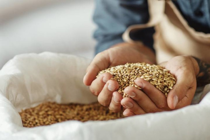 Malt 