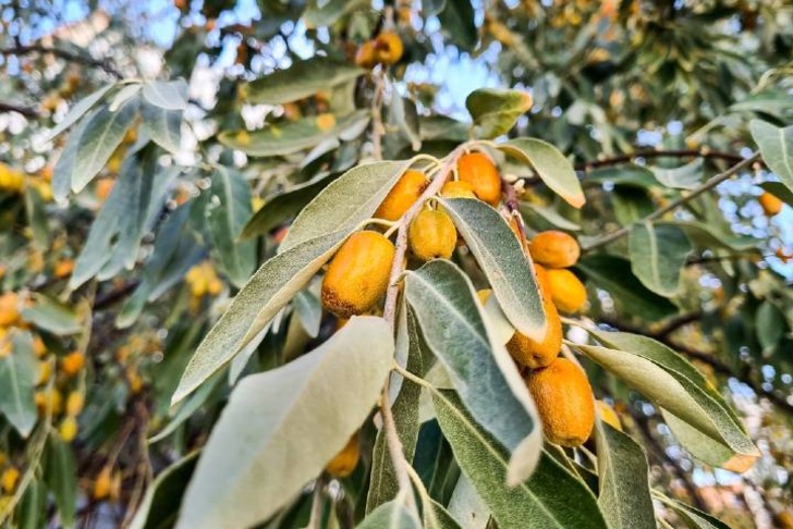İğde