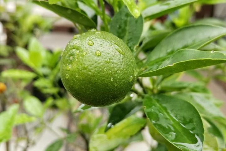Misket Limonu
