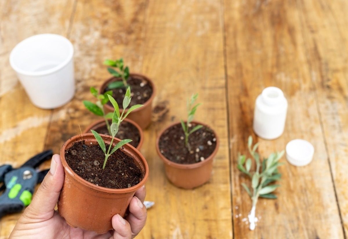 Adım Adım Zeytin Saksıda Nasıl Yetiştirilir? Tarifi