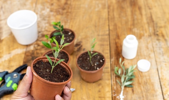 Adım Adım Zeytin Saksıda Nasıl Yetiştirilir?