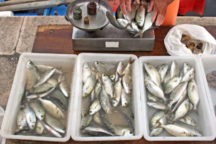 Sarpa Balığı