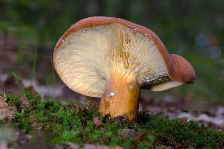 Geyik Mantarı