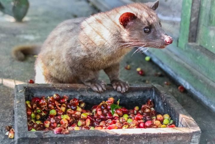 Kopi Luwak Kahvesi