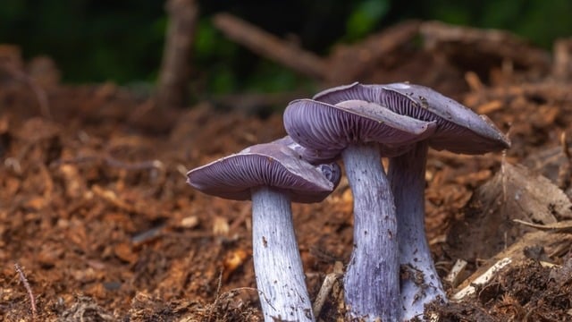 Cincile Mantarı: Faydaları, Nasıl Pişirilir?
