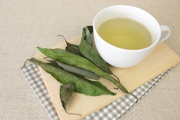 Avokado Yaprağı