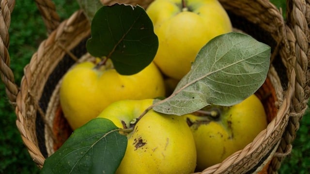 Ayva Yaprağı Faydaları Nedir? Ayva Yaprağı Çayı Nasıl Yapılır?