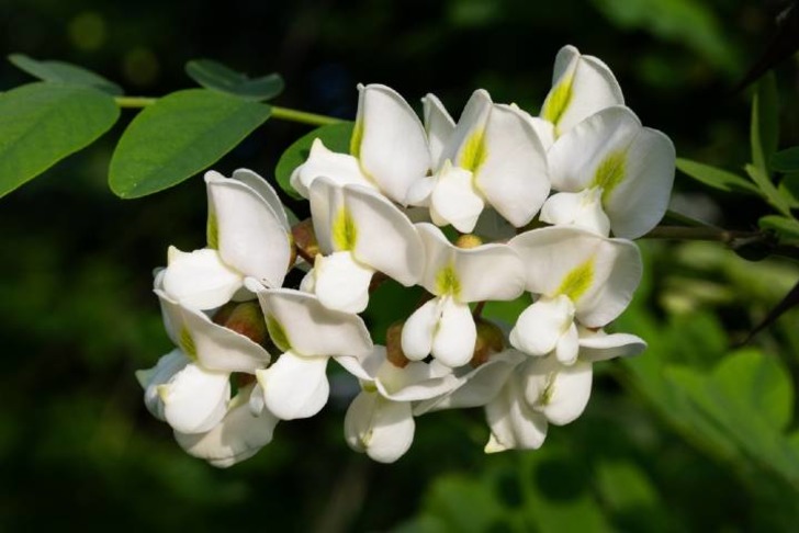 Akasya