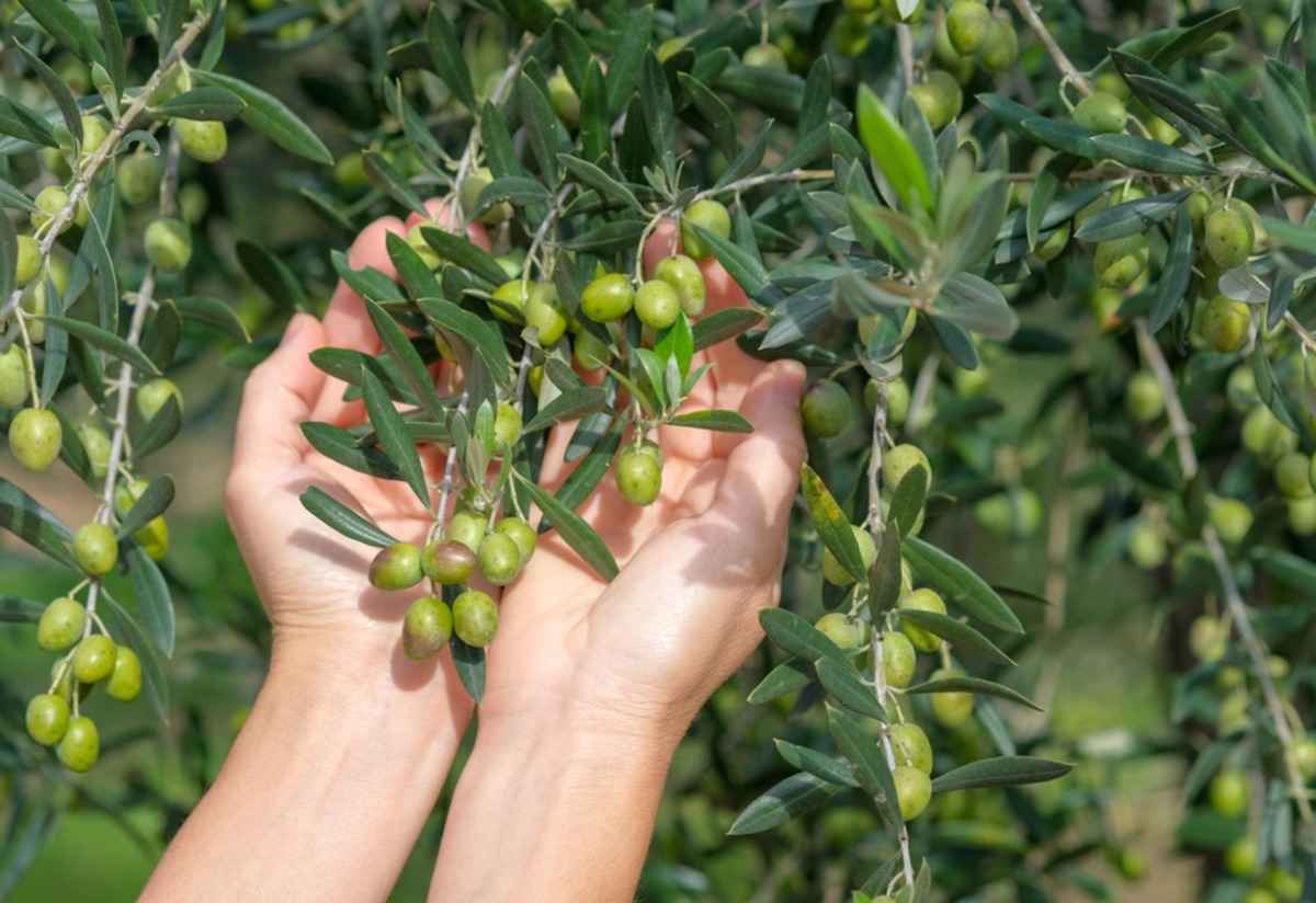 Zeytin Ağacı Bakımı Nasıl Yapılır? Adım Adım Yetiştirme Rehberi Tarifi