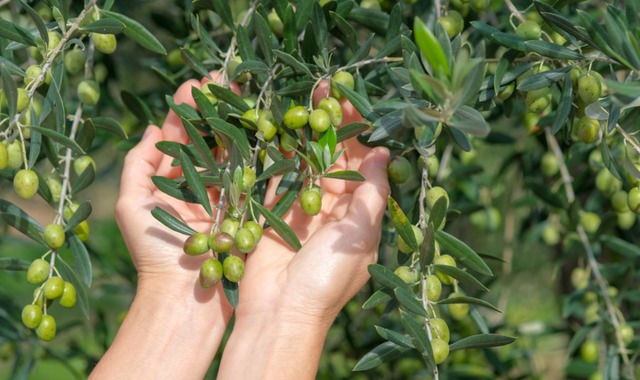 Zeytin Ağacı Bakımı Nasıl Yapılır? Adım Adım Yetiştirme Rehberi