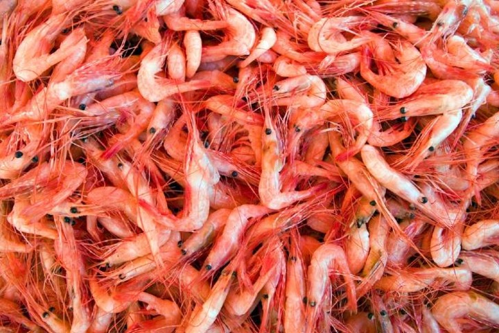 Karides