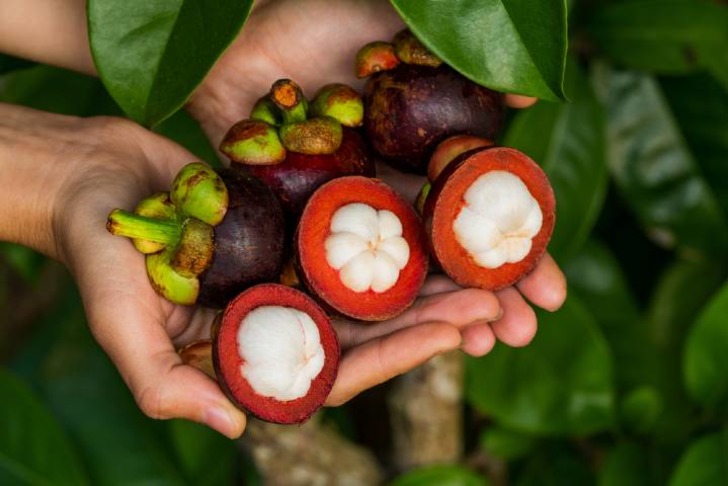 Mangosten