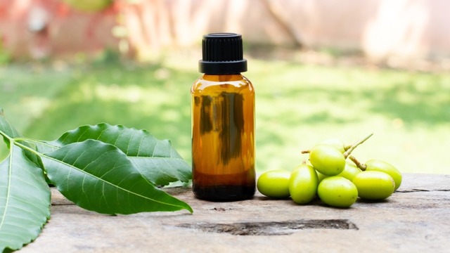 Neem Yağı Nedir? Faydaları ve Kullanım Alanları