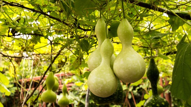 Su Kabağı Nedir? Yenir mi?