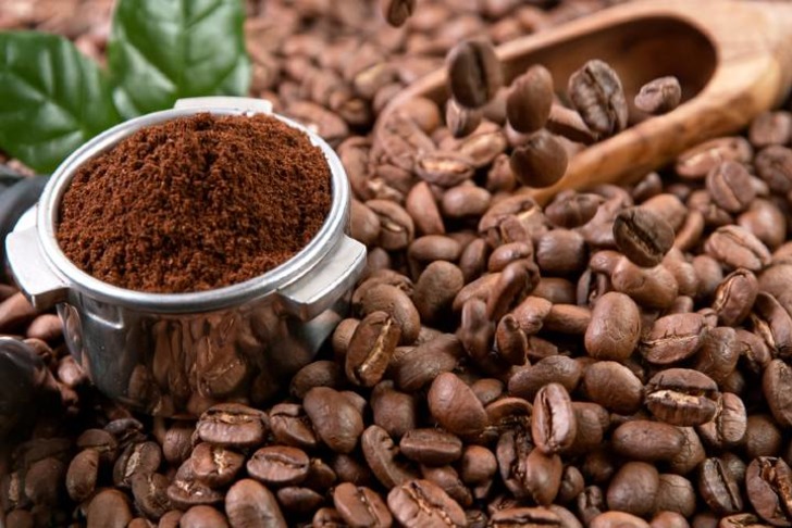 Robusta