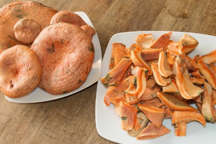 Gelincik Mantarı
