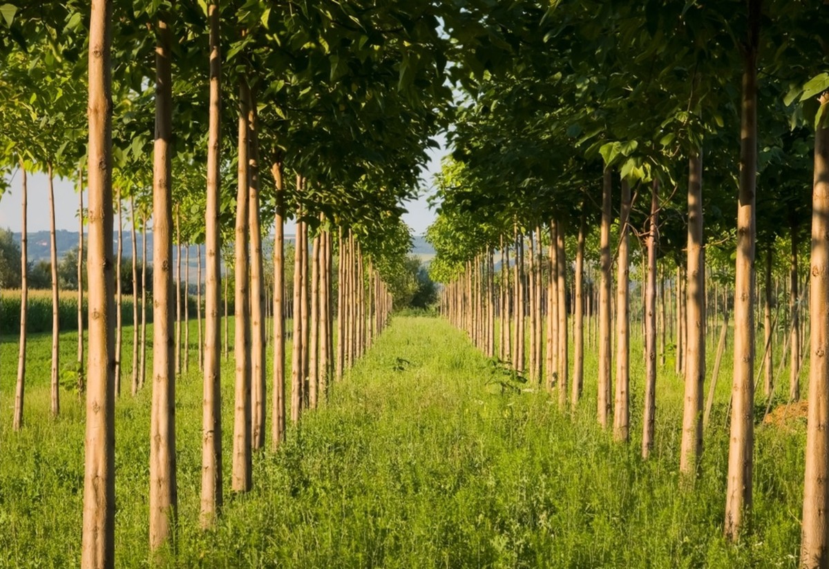 Hızlı Büyümesiyle Ünlü Pavlonya (Paulownia) Ağacı Nedir? Nasıl Yetiştirilir? Tarifi