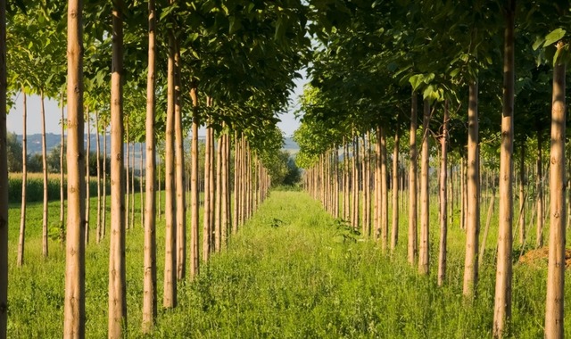 Hızlı Büyümesiyle Ünlü Pavlonya (Paulownia) Ağacı Nedir? Nasıl Yetiştirilir?