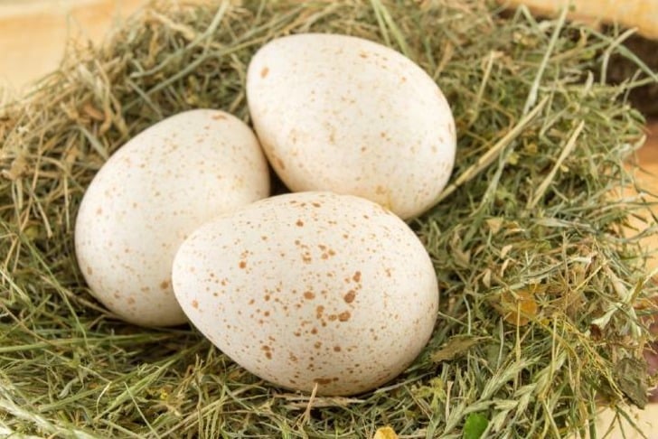 Hindi Yumurtası