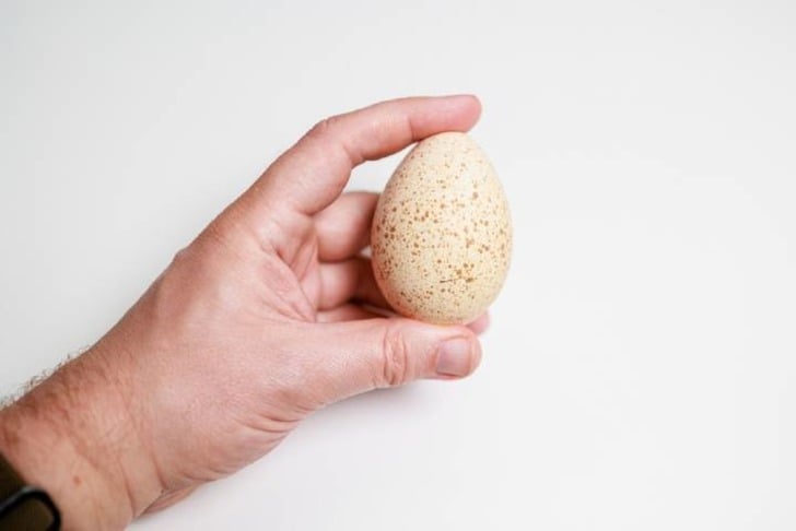 Hindi Yumurtası
