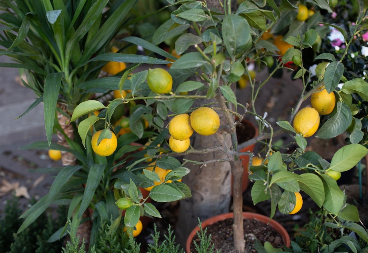 Limon Hangi Mevsimde Yetişir? İklimi, Toprağı, Evde Bakımı Tarifi