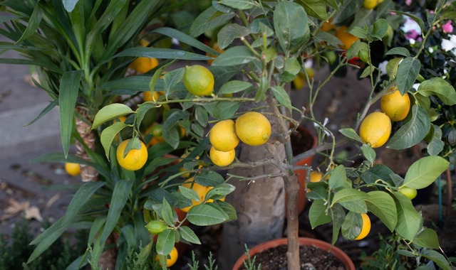 Limon Hangi Mevsimde Yetişir? İklimi, Toprağı, Evde Bakımı