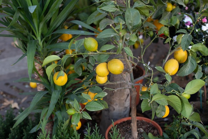 Limon Hangi Mevsimde Yetişir?