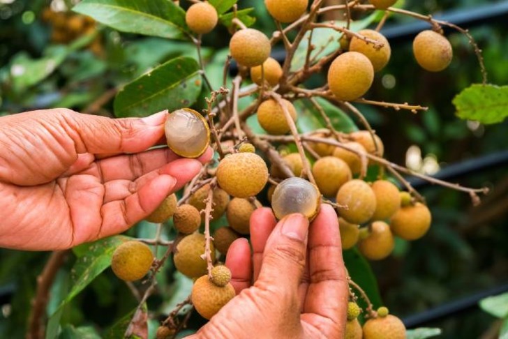 Longan Meyvesi