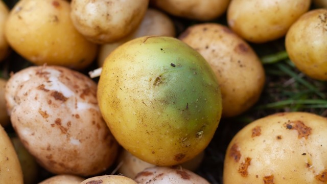 5 Önemli Püf Noktasıyla: Patatesin Bozulduğu Nasıl Anlaşılır?