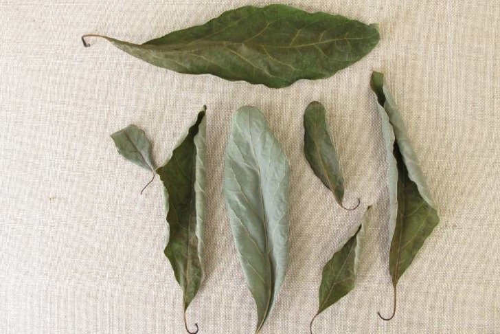 Avokado Yaprağı