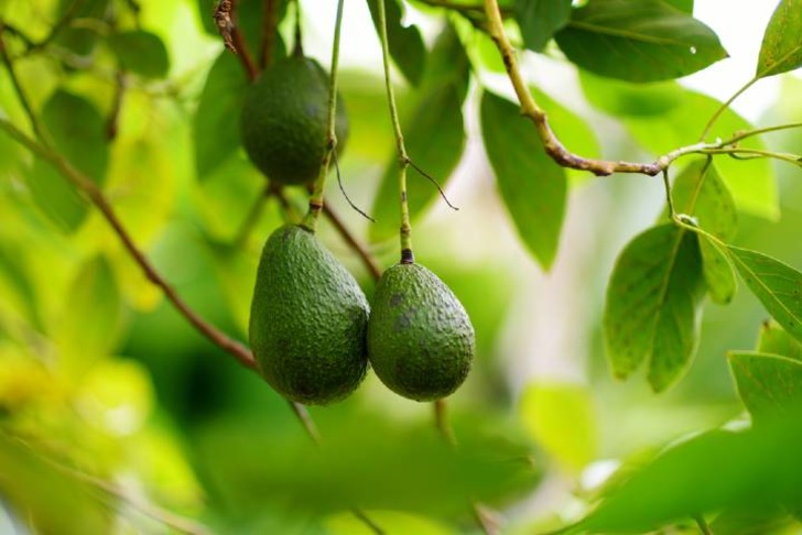 Avokado