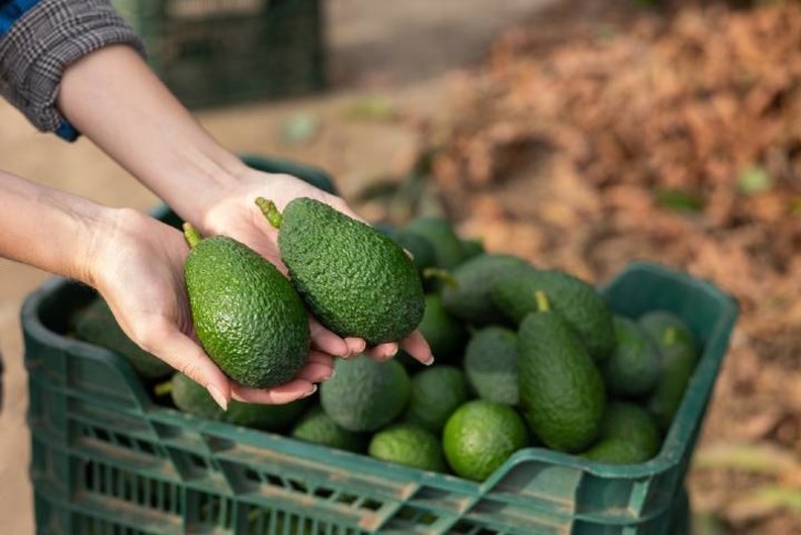 Avokado