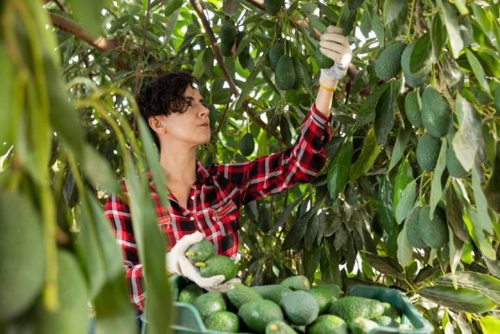 Avokado