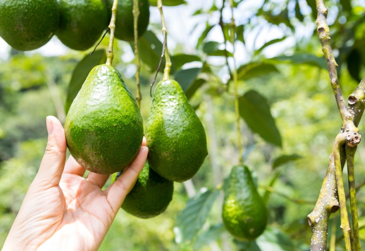 Avokado Hangi Mevsimde Yetişir? Tarifi