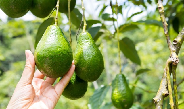 Avokado Hangi Mevsimde Yetişir?