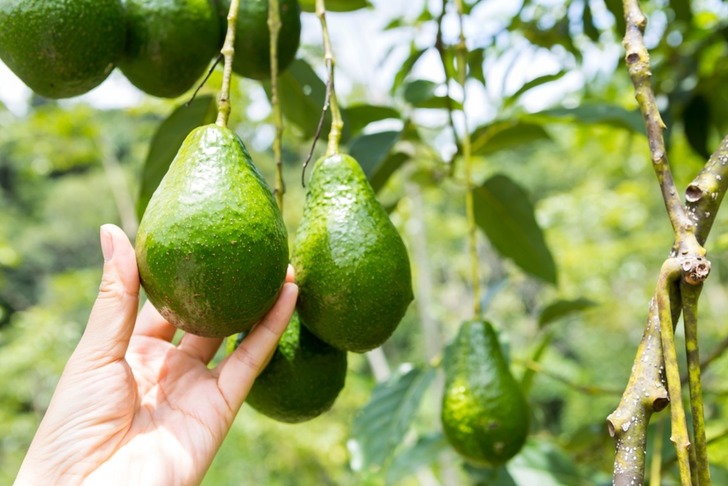 Avokado