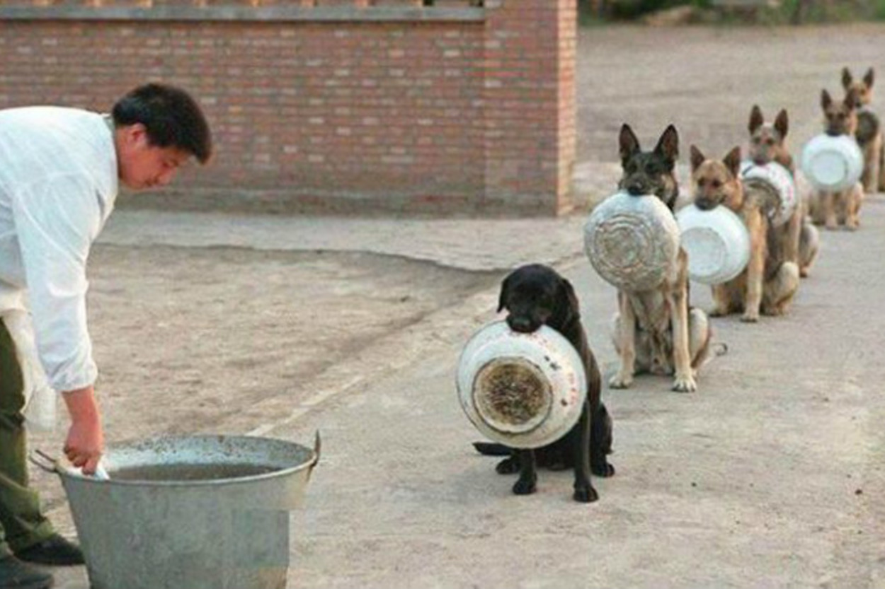 Yemek İçin Düzgünce Sıraya Girip Tüm İnsanlığa Büyük Bir Ders Veren Köpekler