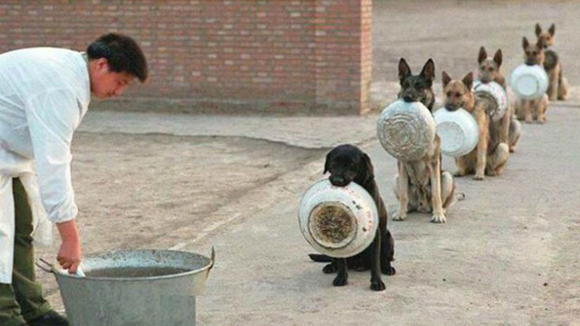 Yemek İçin Düzgünce Sıraya Girip Tüm İnsanlığa Büyük Bir Ders Veren Köpekler