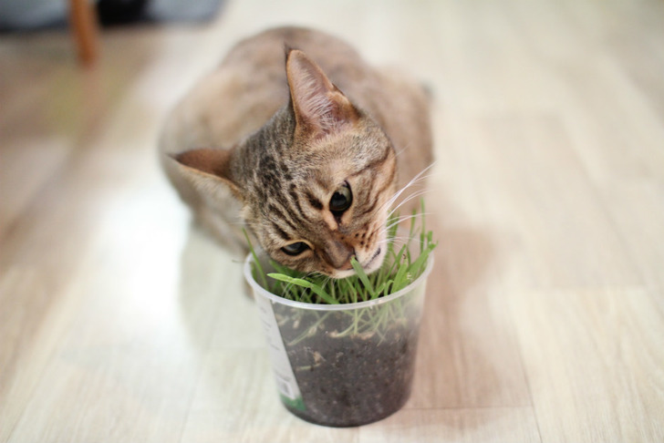 kedi-nanesi-nasil-yetistirilir-3