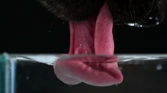 Hiç Dikkat Ettiniz mi: Köpekler Nasıl Su İçer?