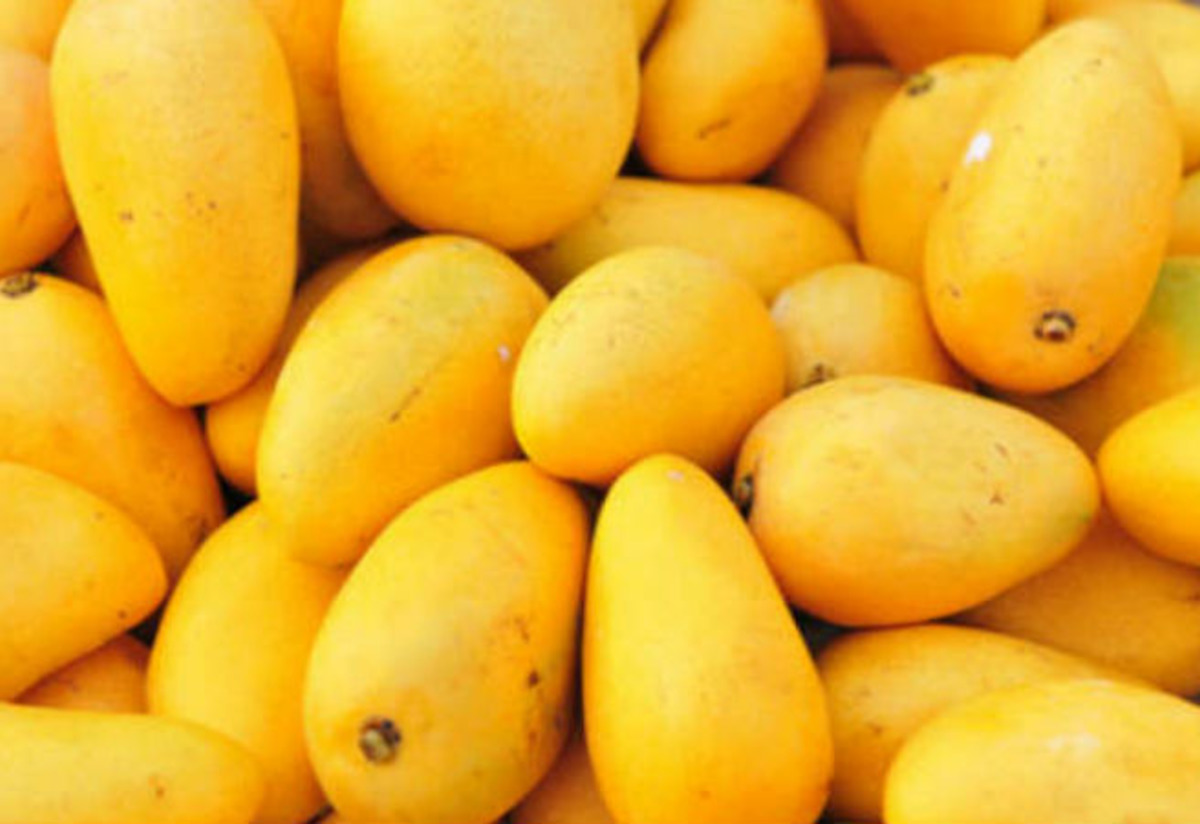 Mango Meyvesi Tarifi