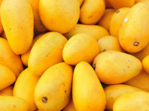 Mango Meyvesi